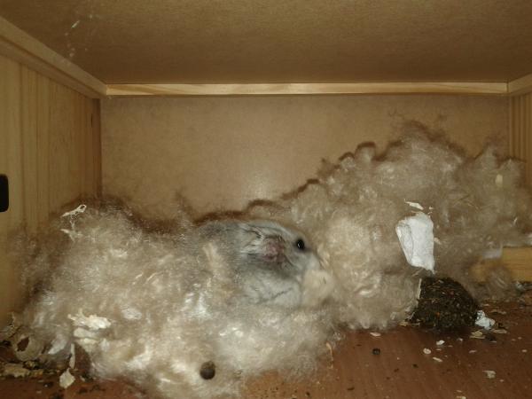 sonstiges hamster5 img0516
