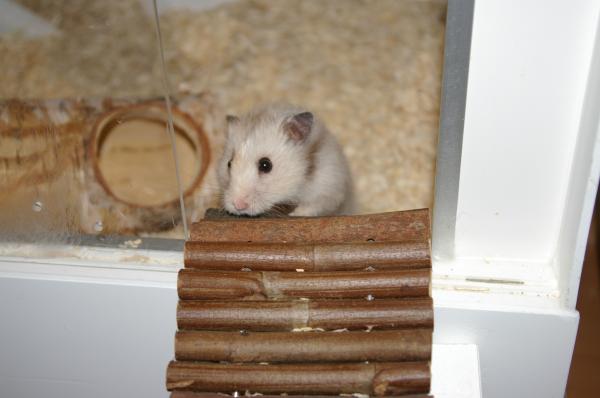 hamster 2013 img0003
