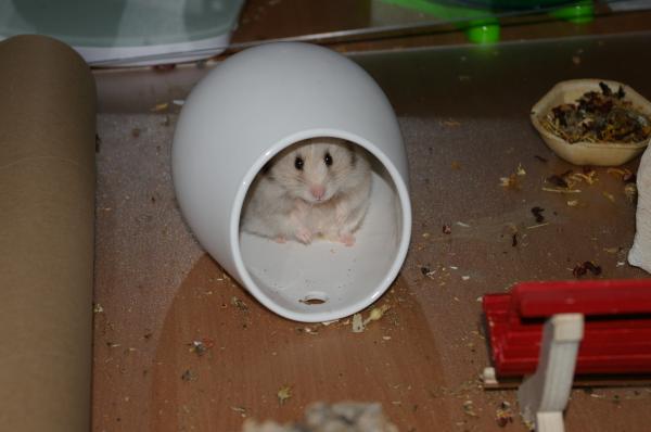 hamster 2013 img0004