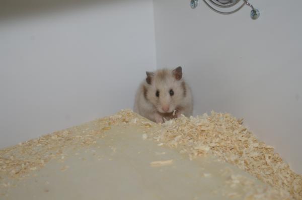 hamster 2013 img0005
