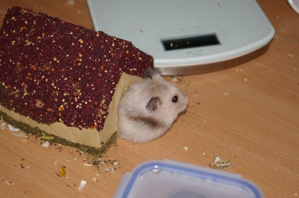hamster 2013 img0024