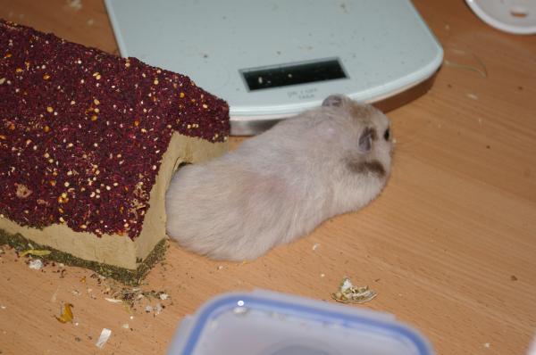 hamster 2013 img0025
