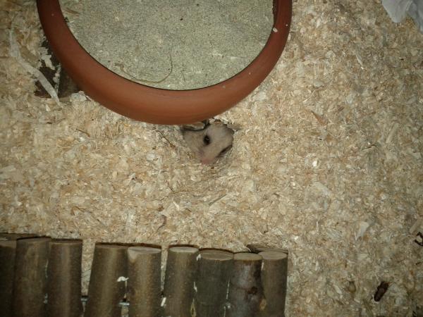 sonstiges hamster5 img0149