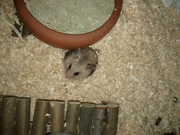 sonstiges hamster5 img0150