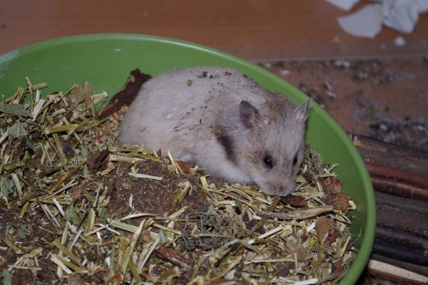sonstiges hamster5 img0162