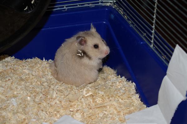 sonstiges hamster5 img0167