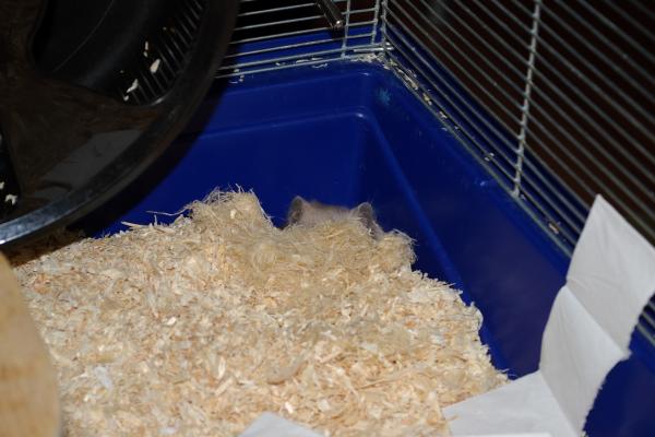 sonstiges hamster5 img0168