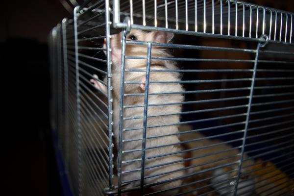 sonstiges hamster5 img0170