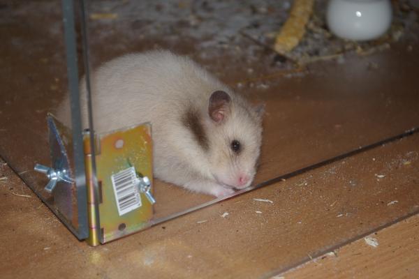 sonstiges hamster5 img0175
