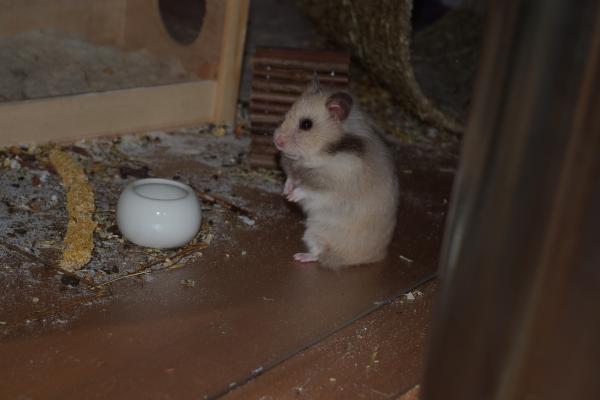 sonstiges hamster5 img0176