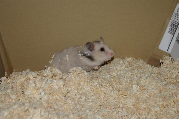 sonstiges hamster5 img0177