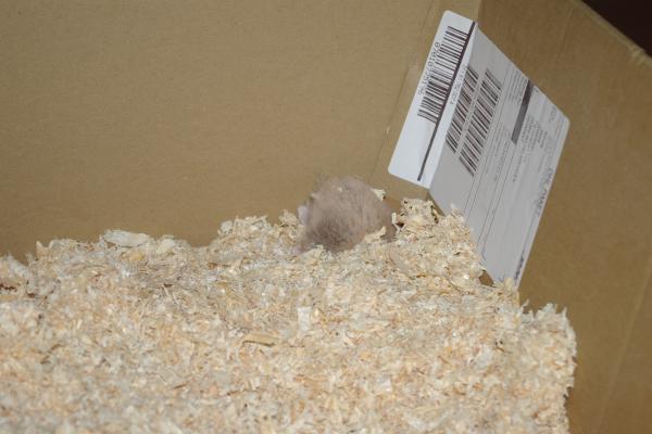sonstiges hamster5 img0178