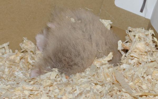 sonstiges hamster5 img0179