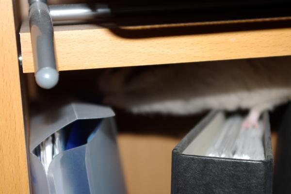 sonstiges hamster5 img0182