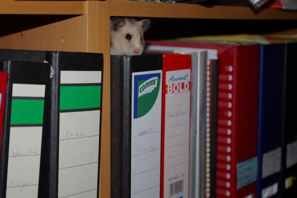 sonstiges hamster5 img0188