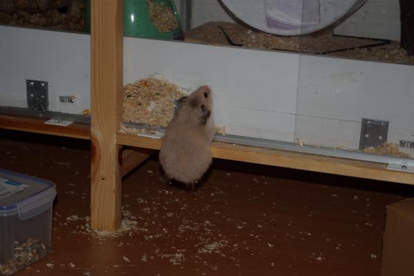 sonstiges hamster5 img0190