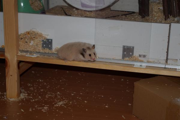 sonstiges hamster5 img0191