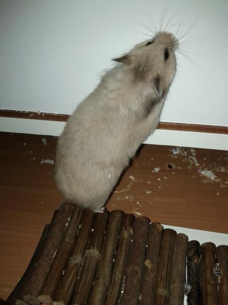sonstiges hamster5 img0210