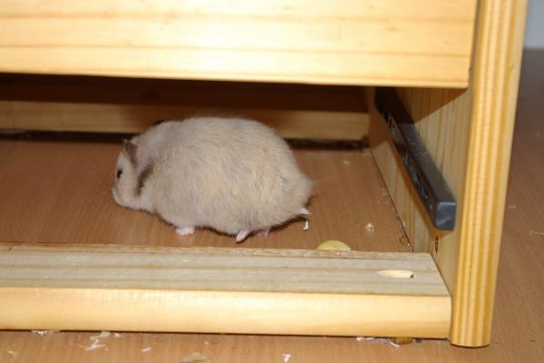 sonstiges hamster5 img0220