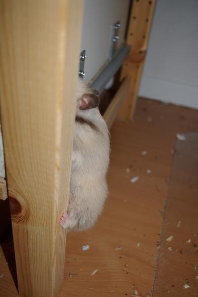 sonstiges hamster5 img0221