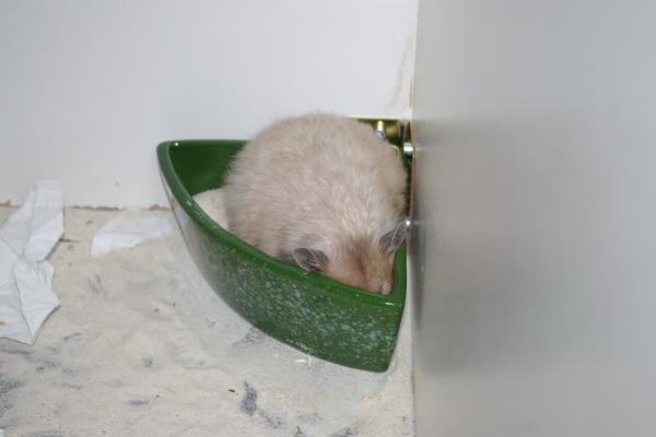sonstiges hamster5 img0230
