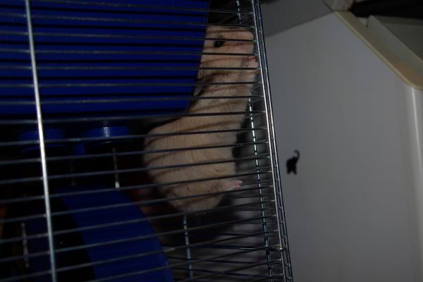 sonstiges hamster5 img0233