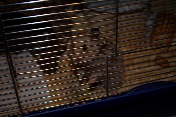 sonstiges hamster5 img0237