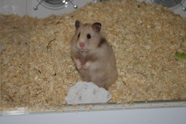 sonstiges hamster5 img0250