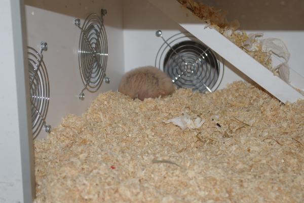 sonstiges hamster5 img0251