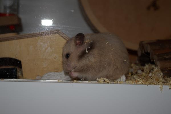 sonstiges hamster5 img0252