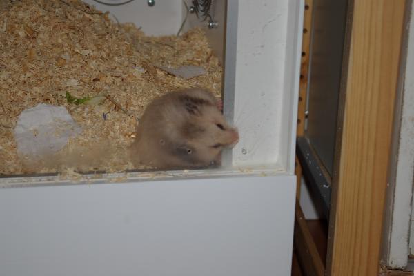 sonstiges hamster5 img0253