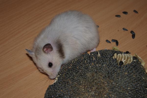 sonstiges hamster5 img0264