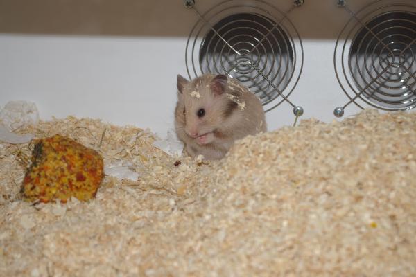 sonstiges hamster5 img0266
