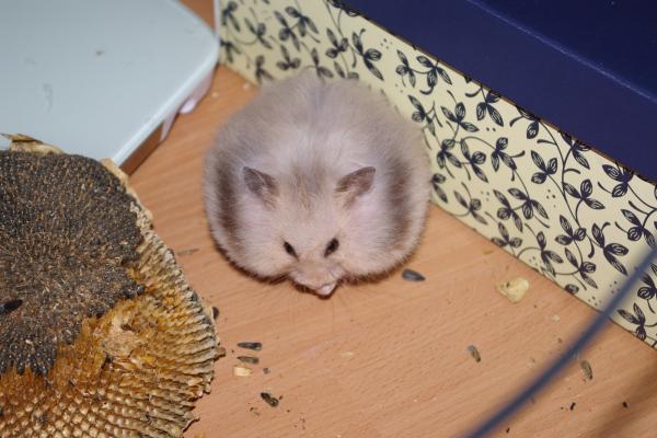 sonstiges hamster5 img0267