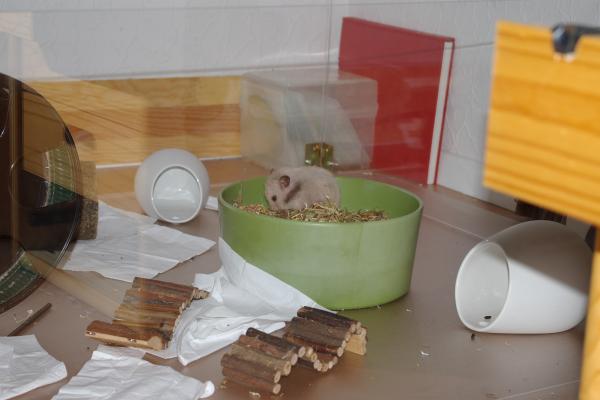 sonstiges hamster5 img0277