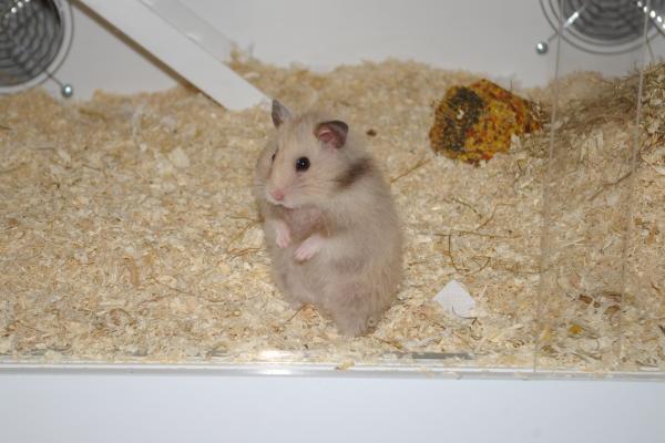sonstiges hamster5 img0295