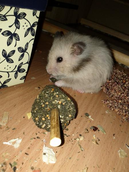 sonstiges hamster5 img0317