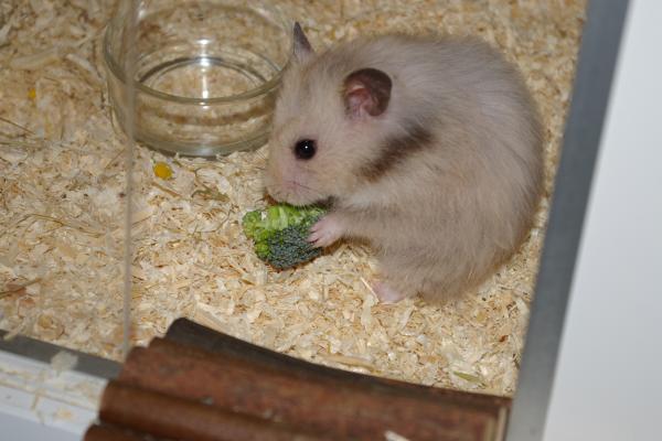 sonstiges hamster5 img0335