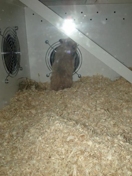 sonstiges hamster5 img0338
