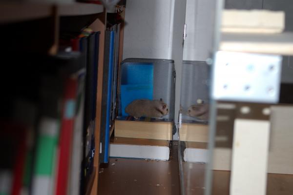 sonstiges hamster5 img0355