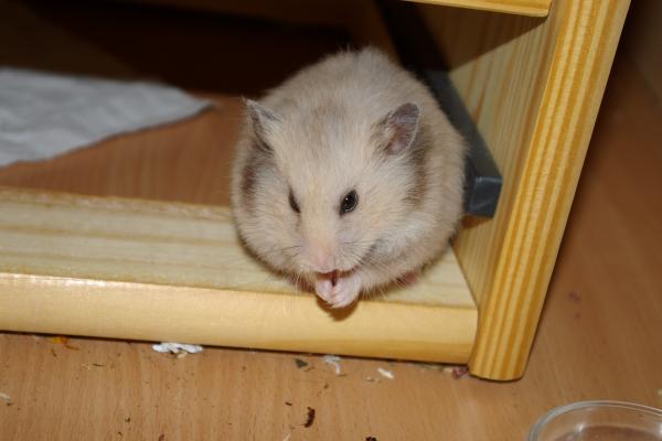 sonstiges hamster5 img0358