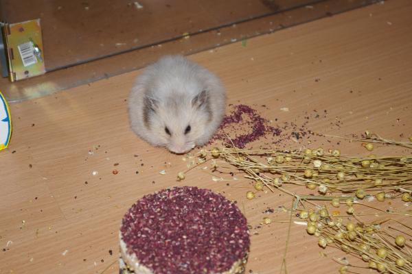 sonstiges hamster5 img0374