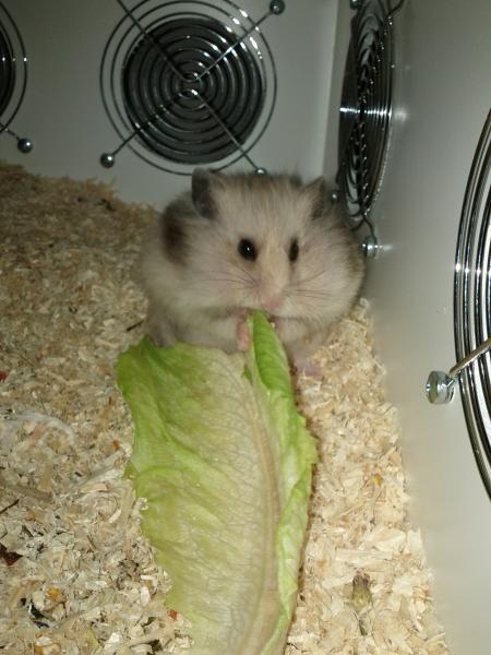 sonstiges hamster5 img0395