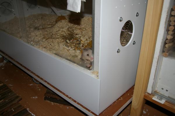 sonstiges hamster5 img0414