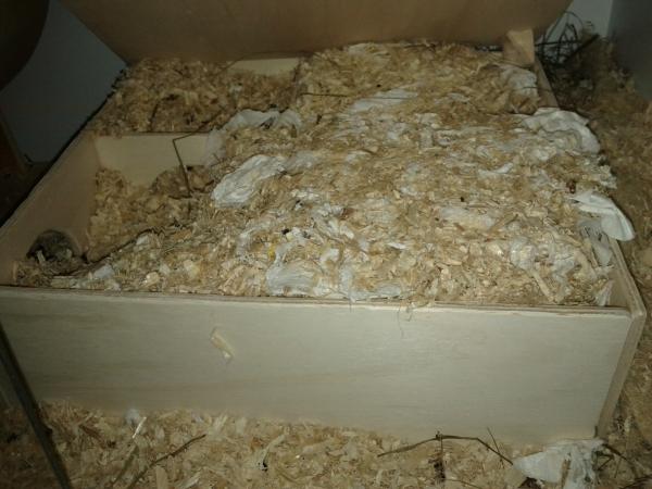 sonstiges hamster5 img0417