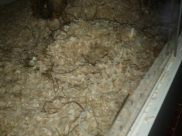 sonstiges hamster5 img0425