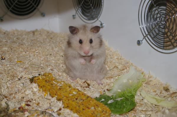 sonstiges hamster5 img0432