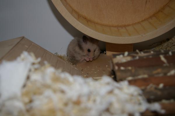 sonstiges hamster5 img0435