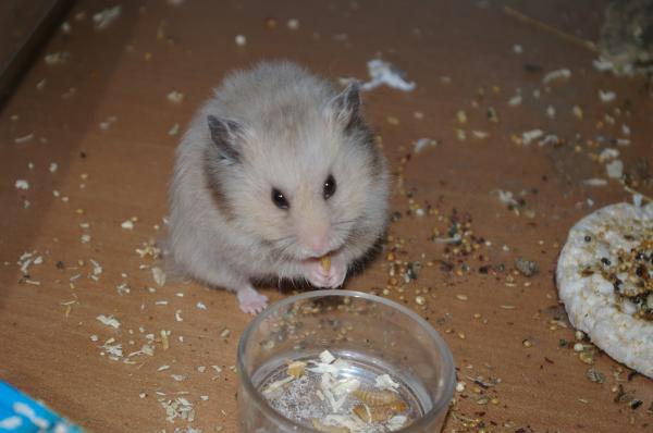 sonstiges hamster5 img0441