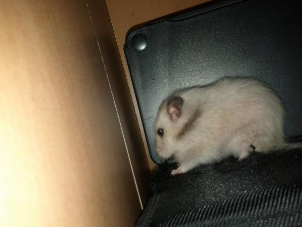 sonstiges hamster5 img0449